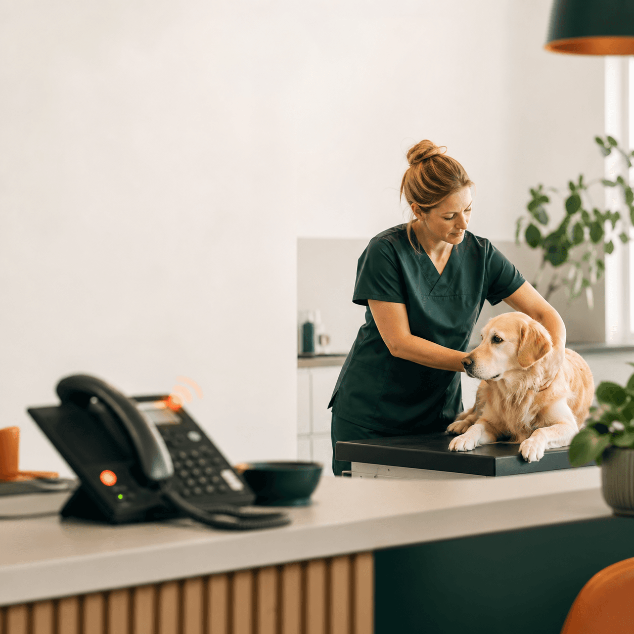Tierärztin untersucht einen Hund, während am Empfang das Telefon klingelt.